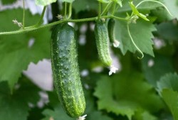 免费吃瓜群推荐,揭秘热门话题，畅享娱乐盛宴