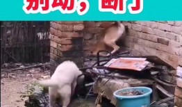 搞笑爆料搞笑视频,笑到肚子疼的瞬间