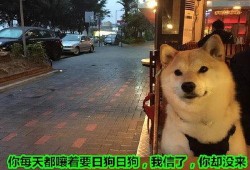 狗狗最新爆料文案短句,宠物界的最新爆料短句集锦