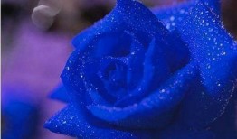 蓝色妖姬爆料完整视频,完整视频内容深度解析