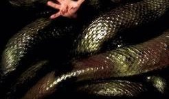 狂莽之灾2在线观看国语,惊心动魄的续集震撼来袭！