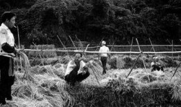 收割电影在线观看,在线观影，收获感动与思考