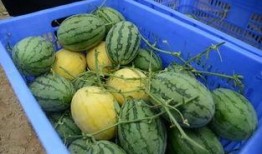 免费吃瓜群推荐,揭秘热门话题，畅享娱乐盛宴