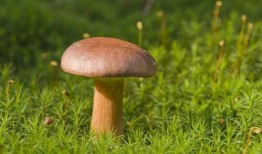 娱乐吃瓜酱野生字幕菌,揭秘幕后花絮，带你领略影视圈真实一面