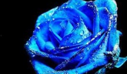 蓝色妖姬爆料完整视频,完整视频内容深度解析