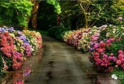 西昌最新爆料花店在哪里,探寻最新爆款的浪漫花店