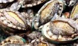 鲍鱼最新爆料图片