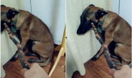 狗子爆料会被告吗视频,揭秘网络爆料的风险与后果