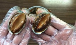 鲍鱼最新爆料图片