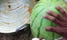 网红吃瓜视频是啥,揭秘娱乐圈幕后真相