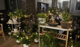 西昌最新爆料花店在哪里,探寻最新爆款的浪漫花店