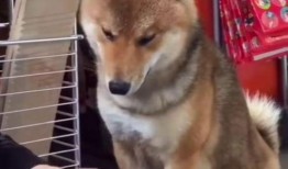 搞笑爆料搞笑视频,笑到肚子疼的瞬间