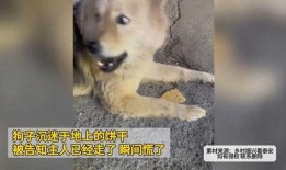 狗子爆料会被告吗视频,揭秘网络爆料的风险与后果