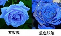 蓝色妖姬爆料完整视频,完整视频内容深度解析