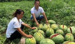 陇南网红事件吃瓜视频,吃瓜群众围观网络风云